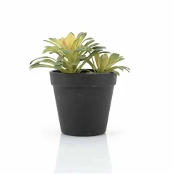 Succulent Vetplant 6 ST.
