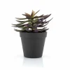 Succulent Vetplant 6 ST.
